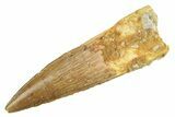 Fossil Spinosaurus Tooth - Real Dinosaur Tooth #266036-1